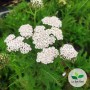 Achillea millefolium, Achillée 'Summer Pastels'