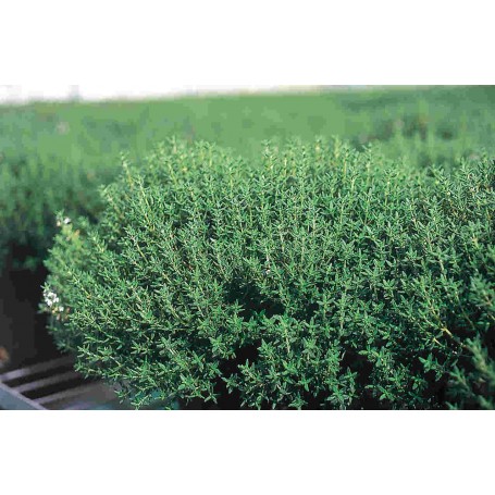 Plant de Thym Vulgaris Compact