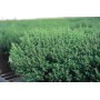 Plant de Thym Vulgaris Compact